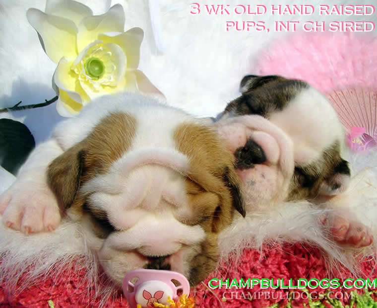 English bulldogs